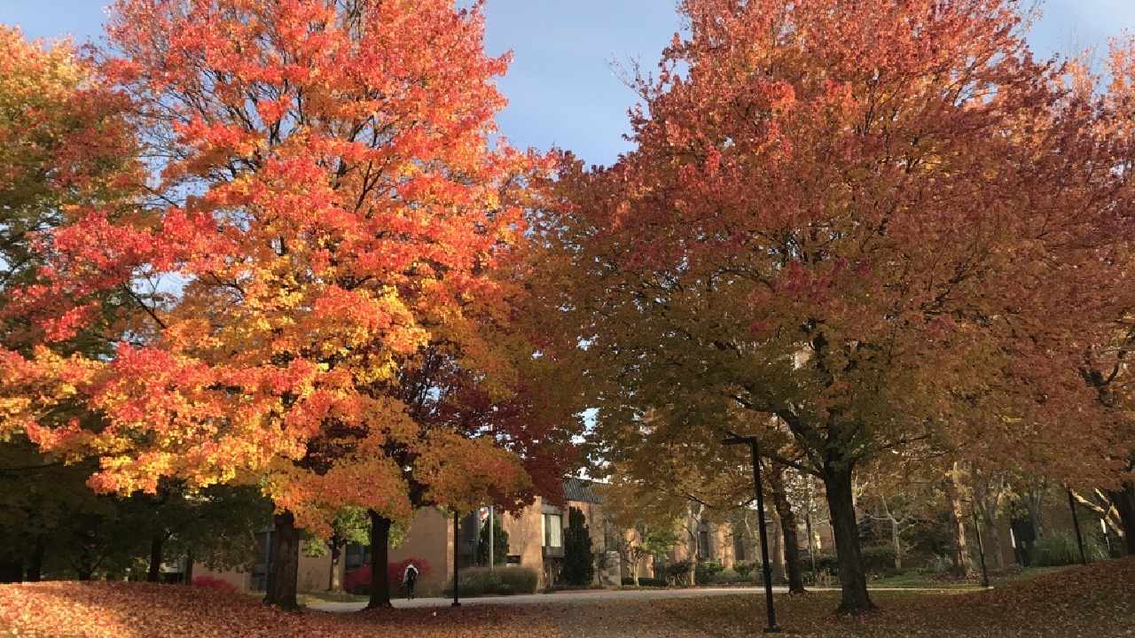 Fall leaves on YSU's campus